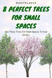 8 Perfect Trees For Small Spaces Rightplantz Com Backyard Trees Landscaping Small Landscape Trees Small Trees For Garden