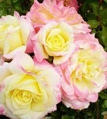 Rose Music Box Shrub Roses Beautiful Flowers Flowers