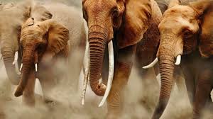 Risultati immagini per elefanti
