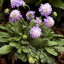 We did not find results for: Scabiosa Japonica Var Alpina Ritz Blue Pincushion Flower From Garden Center Marketing