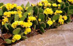 Live cactus plants for sale. 9 Michigan Cactus Ideas Cactus Michigan Plants
