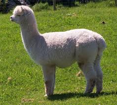 Alpaca Association Of Ireland Alpaca American Animals Animals