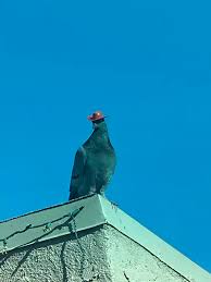 Animal Rescue Organisation Trying To Track Down Pigeons With Little Cowboy Hats Ladbible In 2020 Animal Rescue Pigeon Animals