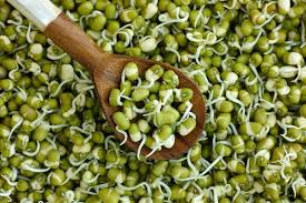 4 jenis obat obatan budidaya kacang hijau untuk mendapatkan hasil yang maksimal. Peas Mash Sifat Berguna Perihalan Pelbagai Dengan Foto