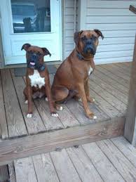 Maybe you would like to learn more about one of these? Boxer Puppies For Sale In North Wilkesboro North Carolina Classified Americanlisted Com