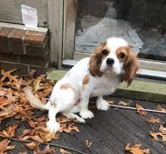 Watch our cute cavalier king charles spaniel puppies at the moment of their birth, and follow them for 10 weeks as they learn to walk, eat, and play. Mi Mindy S Web Page