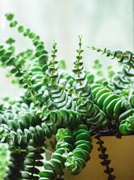 Image result for Crassula