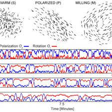 Best of all, they are a hardy and colorful; Dynamical States Of Schooling Fish A Snapshots Of A Group Of 150 Download Scientific Diagram