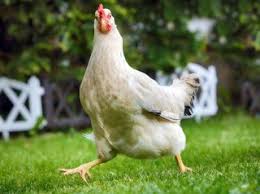 Like, a real live chicken in the flesh? Future Humans May Call Us The Chicken People And Here S Why Live Science