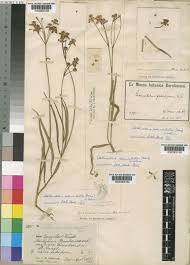 Image result for Stathmostelma