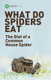 These spiders are not considered. What Do Spiders Eat Diet Of Common House Spiders
