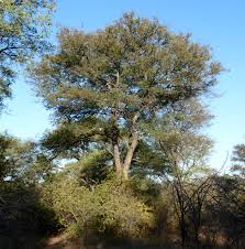 Image result for Acacia nigrescens