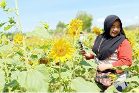 Siapa yang menyangka kediri juga bisa menjadi kota wisata? Kebun Bunga Matahari Tarik Wisatawan