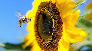 We did not find results for: What Would Happen If Bees Went Extinct Bbc Future