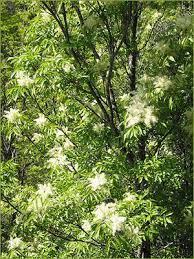 The spectacular floral displays are made up of vibrant flowers that grow along stems measuring 12 (30 cm). 10 Common Missouri Trees Their Characteristics And General Maintenance Timberline Tree Care Service