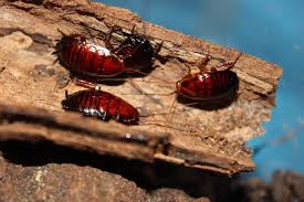 Our first cockroach lookalike is the beetle. Florida Woods Cockroach Wikipedia