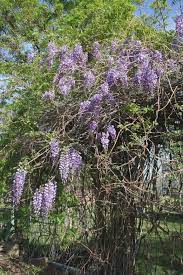 Old Wisteria In Colorado Wisteria Requires Vigorous Pruning To Establish May Not Flower For 10 15 Years Garden And Yard Natural Gifts Plants