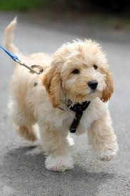 How big do cavapoos get? Cavapoo Dog Breed Breed Info Pictures More