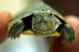 Illegal Traders Have Turned Baby Red Eared Sliders Into A Health And Environmental Threat