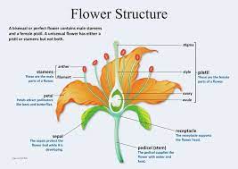 Flower Structure Parts Of A Flower Flower Structure Parts Of A Plant