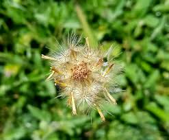 Image result for Tridax