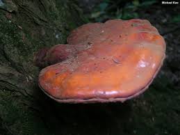 Image result for Ganoderma tsugae