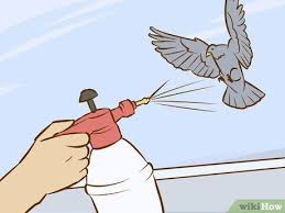 How can i get rid of pigeons naturally? Solutions To Get Rid Of Pigeons Naturally And Fast Pest Wiki