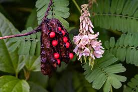 Image result for Abrus canescens