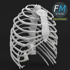 Rib cage pain may be sharp, dull, or achy and felt at or below the chest or above the navel on either side. 3d Anatomy Human Rib Cage Cgtrader