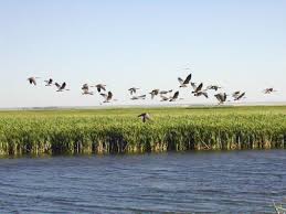 We did not find results for: Camas Wildlife Refuge Rexburg Online Wildlife Refuge Camas Wildlife