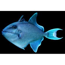 Maybe you would like to learn more about one of these? Odonus Niger Trigger For Sale Order Online Petco