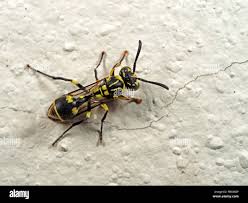 Baby Wasp High Resolution Stock Photography And Images Alamy