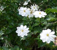 Gardenia thunbergia, gardenia verticillata, gardenia speciosa family: Rare Forest Gardenia Gardenia Thunbergia 15 Seeds