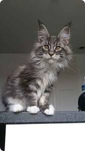 Black And White Maine Coon Kittens For Sale Pin On Norwegian Forest