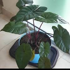 Jual Keladi Blackjack Hitam Caladium Daun Cantik Bibit Kab Bogor Mikaila All Tokopedia