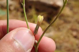 Image result for Launaea violacea