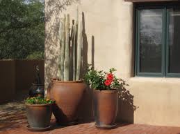 These spiny cacti can be effectively washed down with a soft shaving brush. Potted Desert Garden Get To Know The Silver Torch Coachella Valley Independent