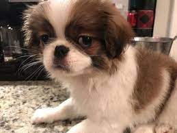 Litter Of 5 Japanese Chin Puppies For Sale In Salem Or Adn 62559 On Puppyfinder Com Gender Female Age 13 Weeks Japanese Chin Puppies Japanese Chin Puppies