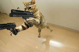 Hello Kitty Cats Funny Cats And Dogs Animals Funny Cats