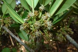 Image result for Manilkara mochisia