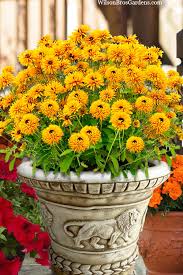 Image result for Rudbeckia