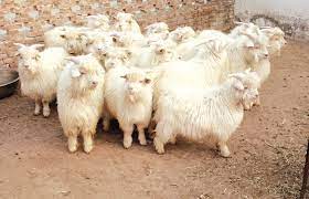 Baby Wool The Cashmere From Loro Piana Ethical Fashion Brazil