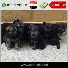 مصر القاهرة جراوي جيرمن شيبرد بيور ٤٥ يوم في الصورة ٤٠ يوم فقط ذكور و ايناث لونج هير عضم قوي و ضخم xl الوان متميزة جيدا الاب و الام متاحين لل