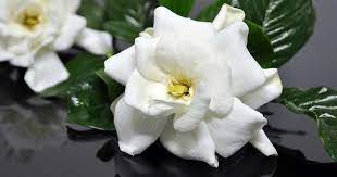 Gardenia Pests Diseases Leaves Turning Brown More Fragrant Flowers Gardenia Plant Plant Problems