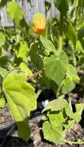 Image result for Abutilon sonneratianum