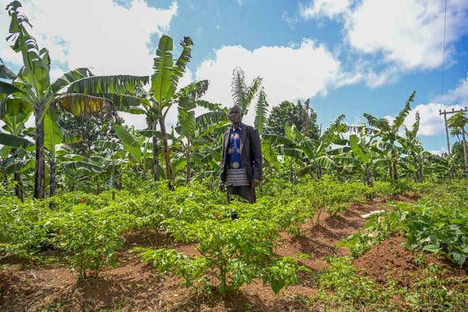 Demonstration farm plot managed by Adyero Fassie Favour, Pece, Gulu