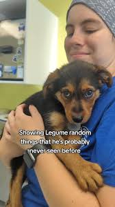 Meet Legume! 💙 He's new here. 🐾 This handsome little man should be ready  for adoption within the next week. 💙 #marl #animalshelter #rescuedog  #puppy #adoptdontshop