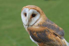 2 genus and 20 species. Barn Owls Masked Owls And Bay Owls Encyclopedia Of Life