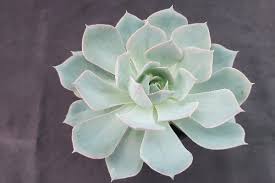 Image result for Senecio subsessilis