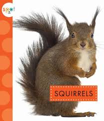 Squirrels by Wendy Strobel Dieker, Paperback